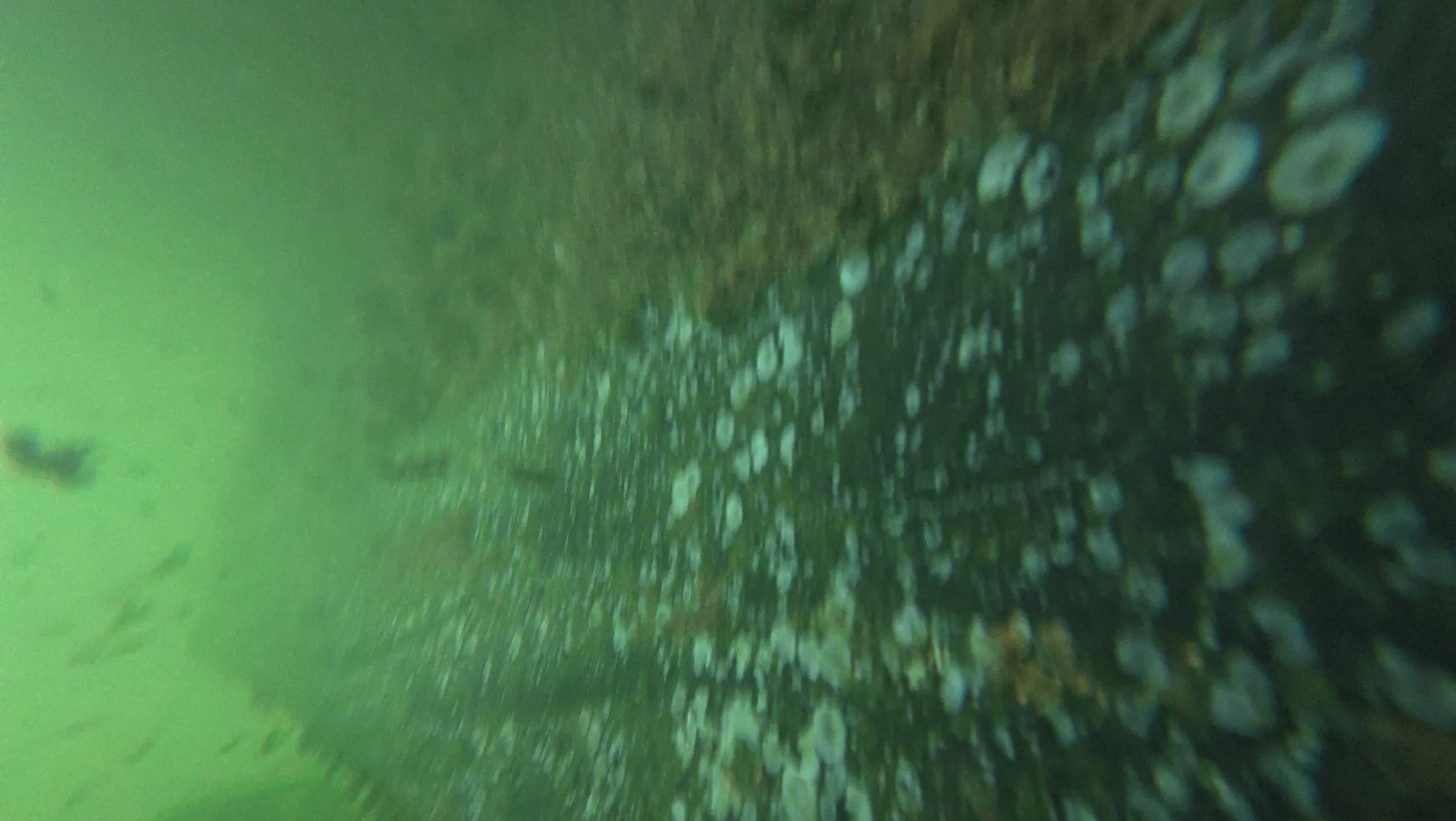 Underwater boat hull cleaning at Bayshore Landing Marina, Coconut Grove, FL