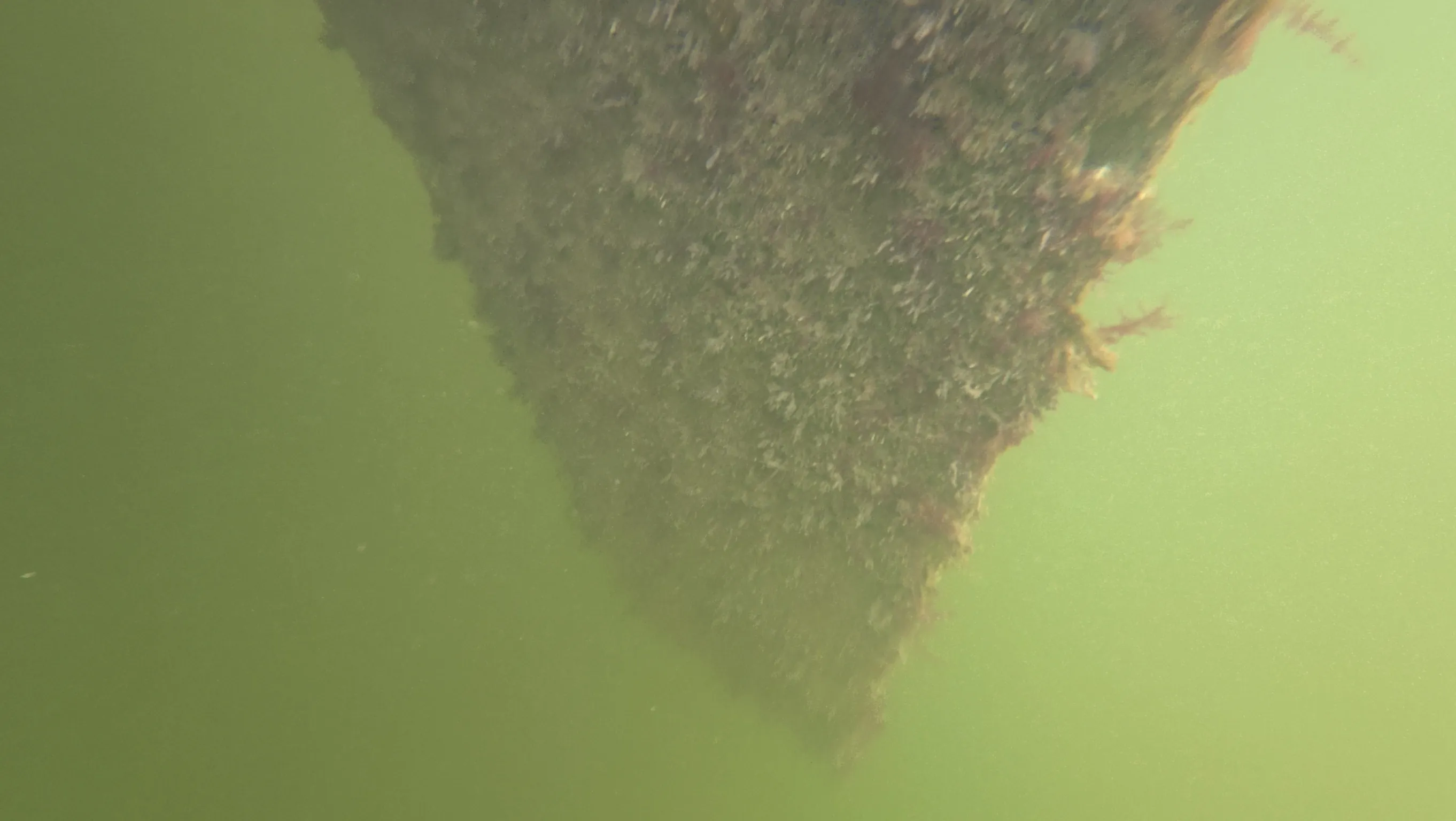 Underwater diver cleaning a boat hull in a Coral Gables canal, FL