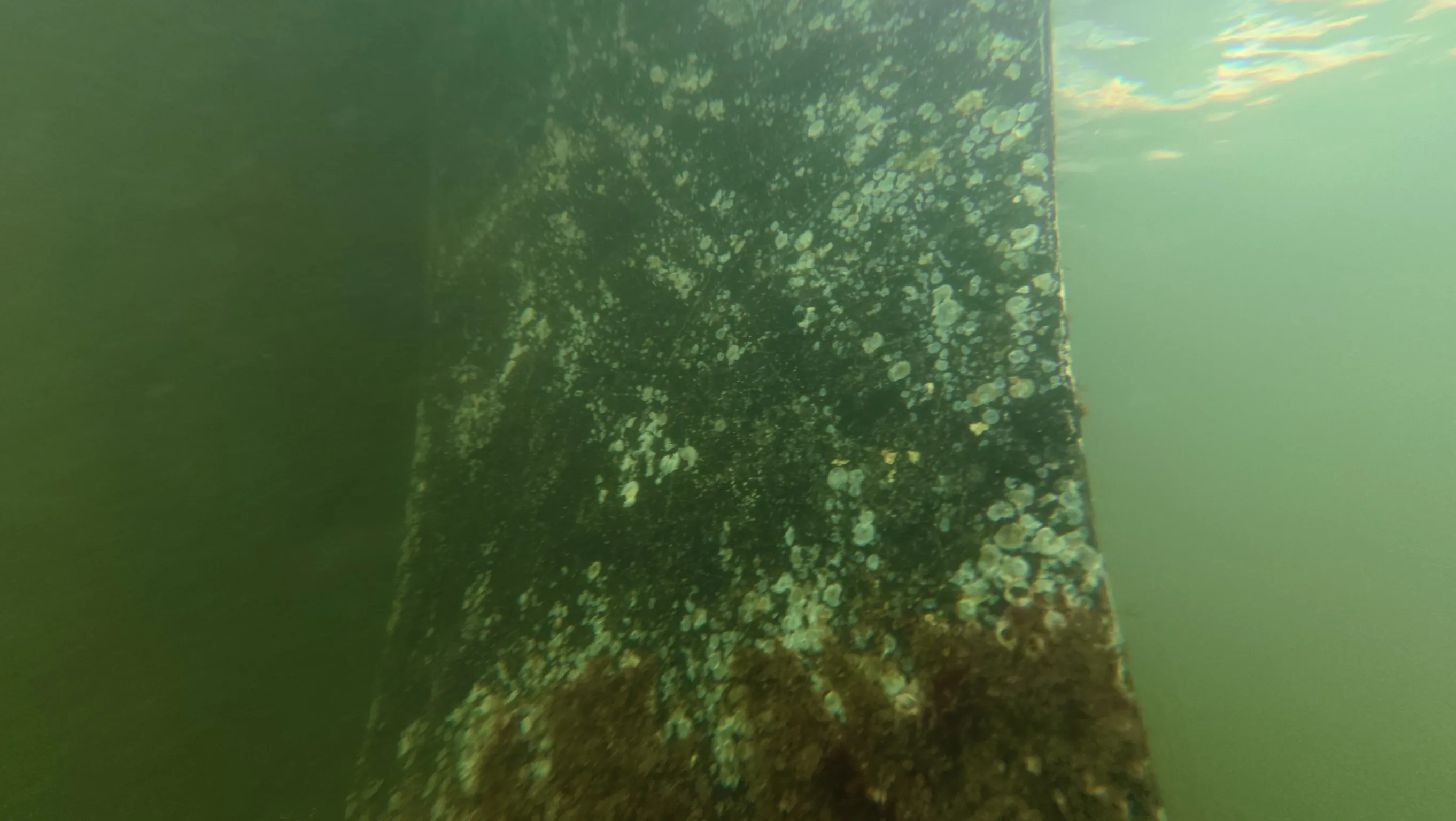 Underwater boat hull cleaning in a Delray Beach canal, FL