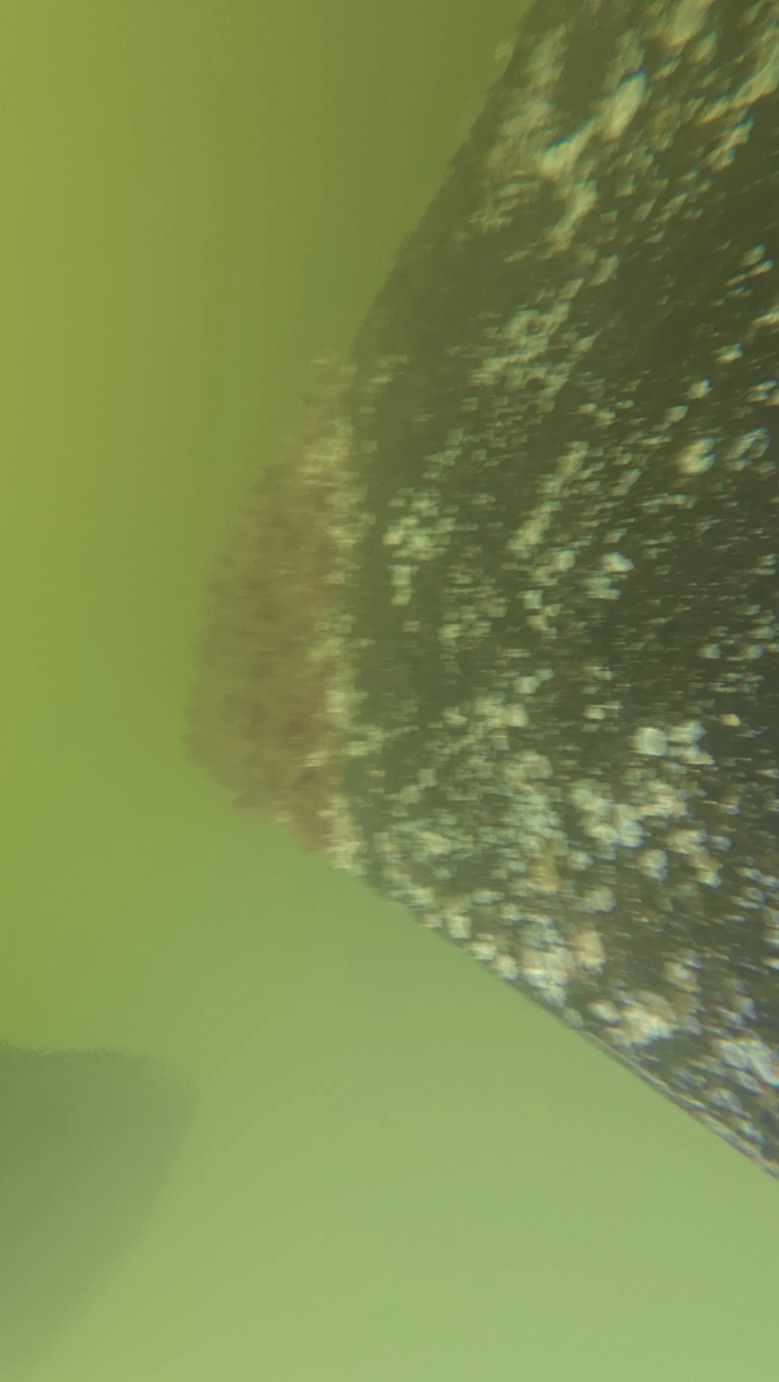 Diver cleaning a boat hull underwater in Hallandale Beach, FL