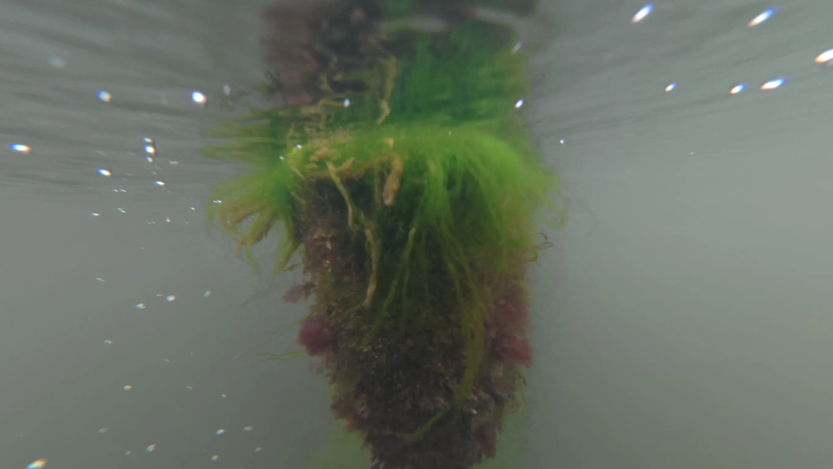 Underwater hull cleaning service near Lighthouse Point, FL