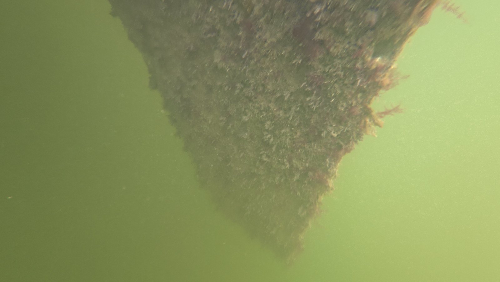 Underwater diver cleaning a boat hull in a Coral Gables canal, FL