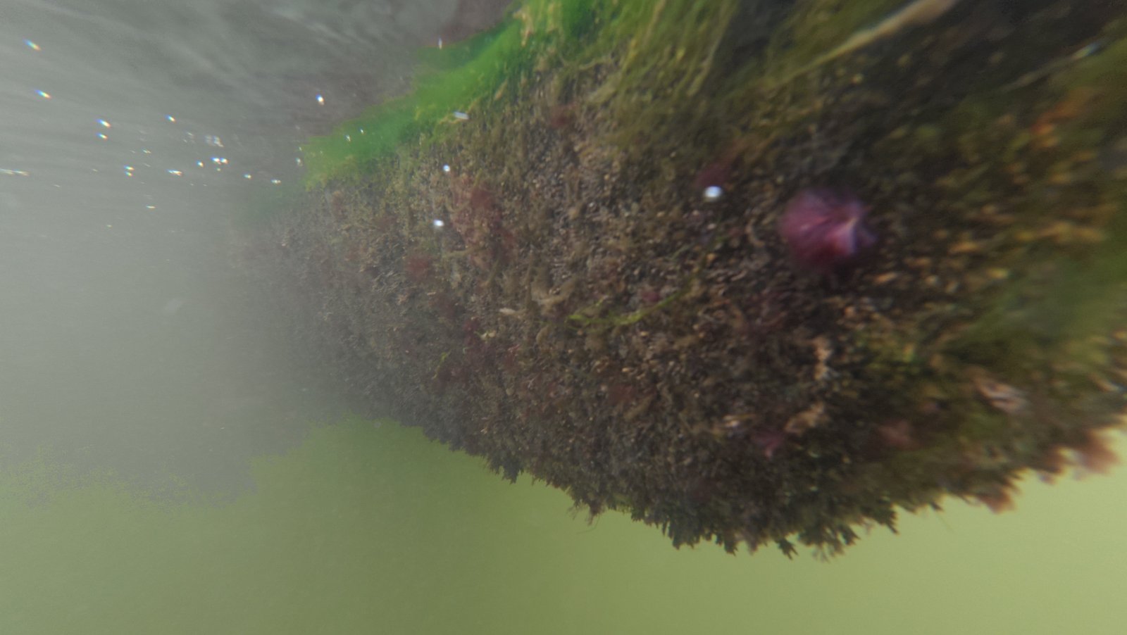 Underwater rudder and strut cleaning on a boat in Dania Beach, Florida