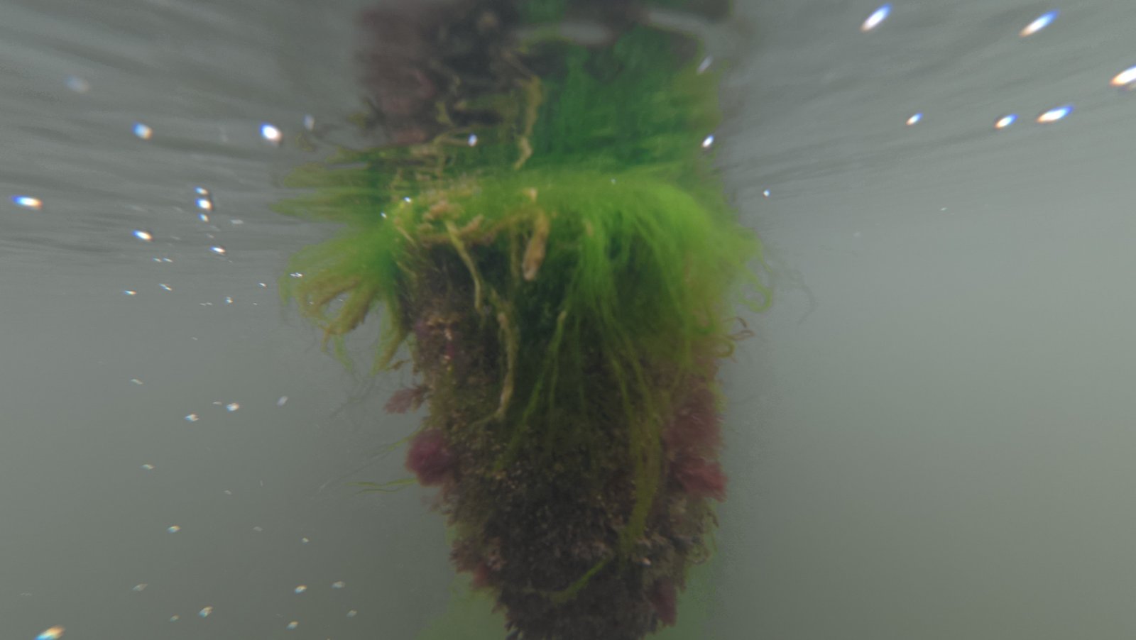 Underwater hull cleaning service near Lighthouse Point, FL
