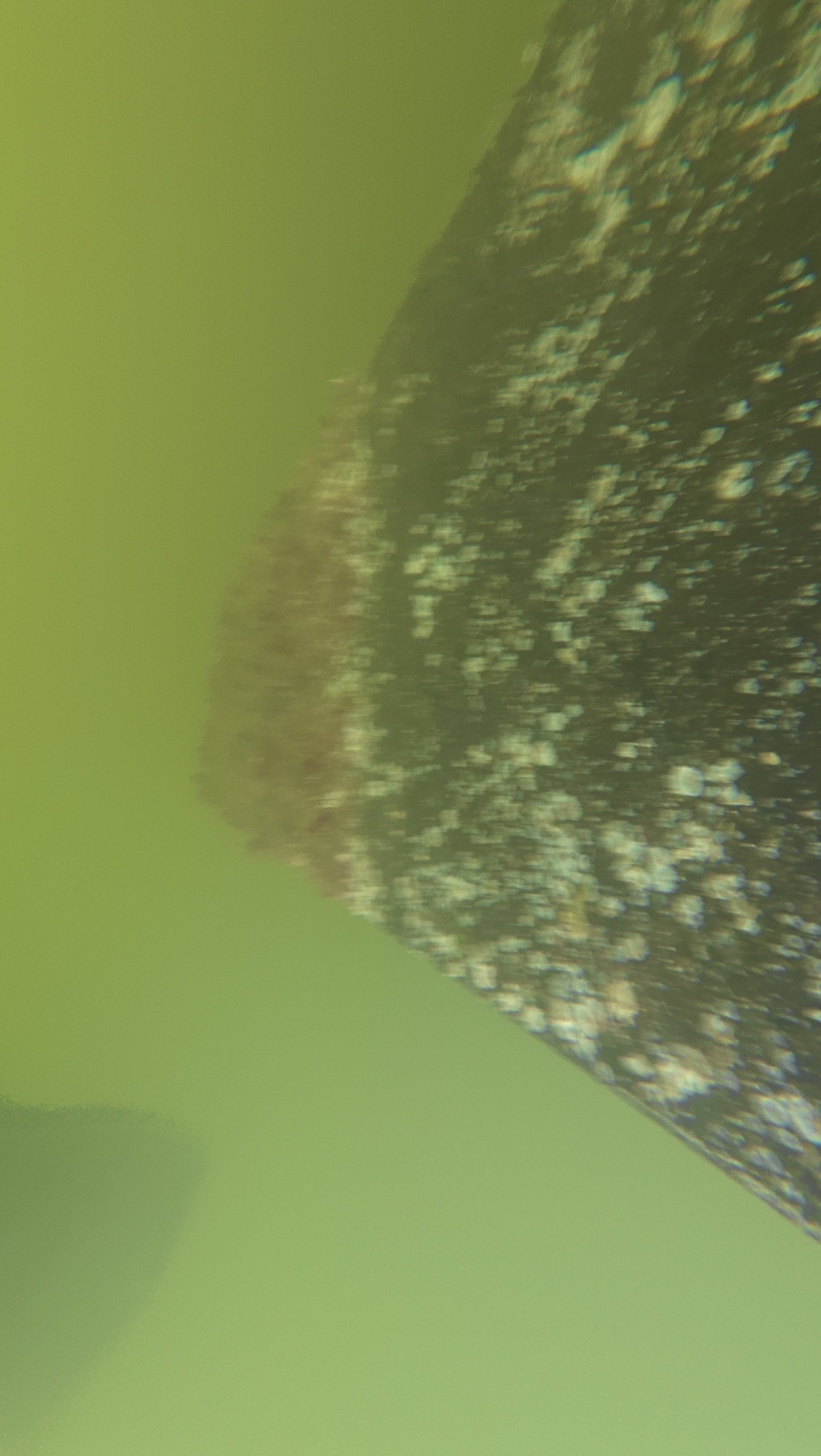 Diver cleaning a boat hull underwater in Hallandale Beach, FL