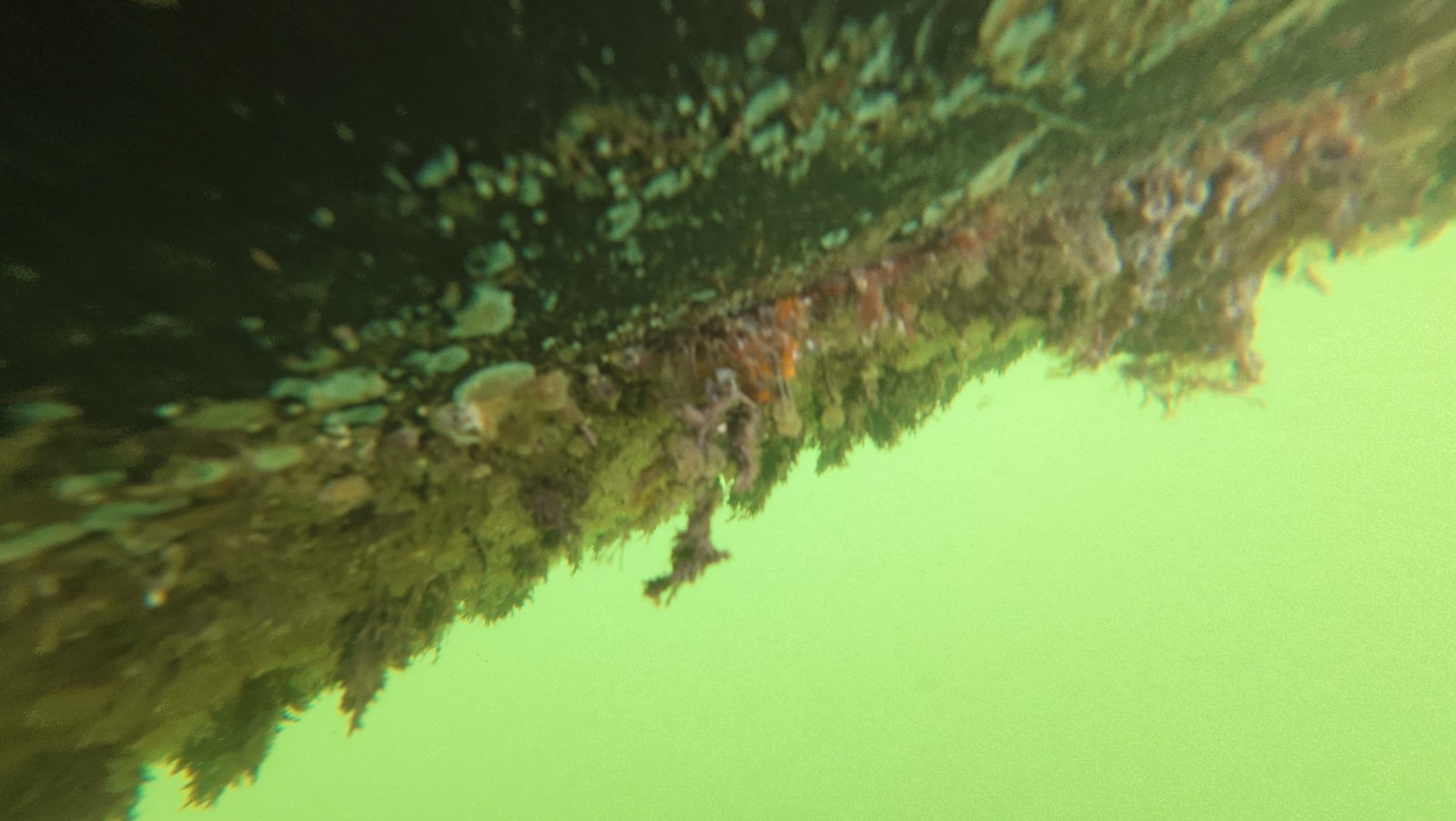 Diver cleaning a boat hull underwater in Boynton Beach, FL