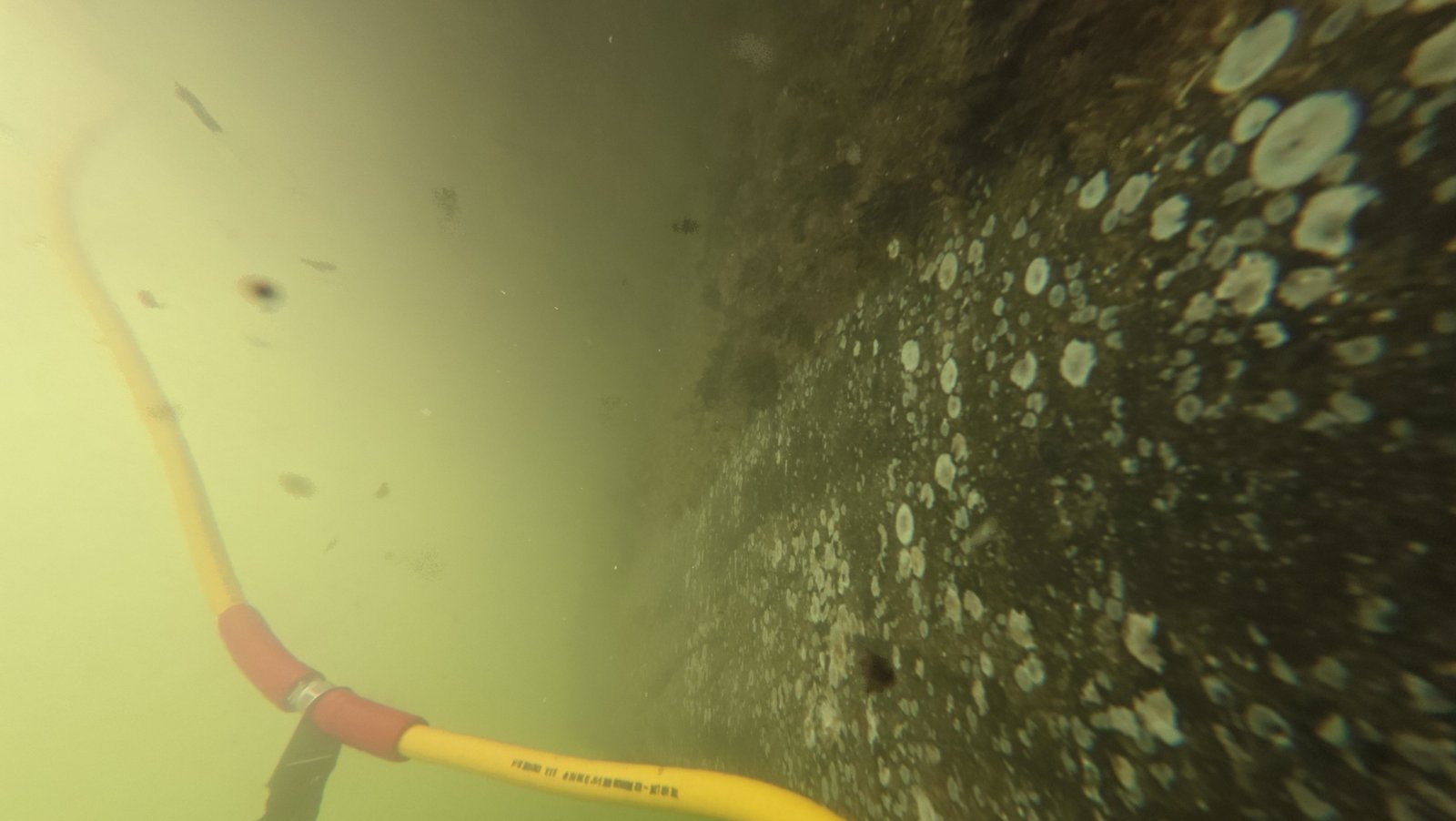 Underwater propeller inspection on a liveaboard boat at Dinner Key Marina, FL