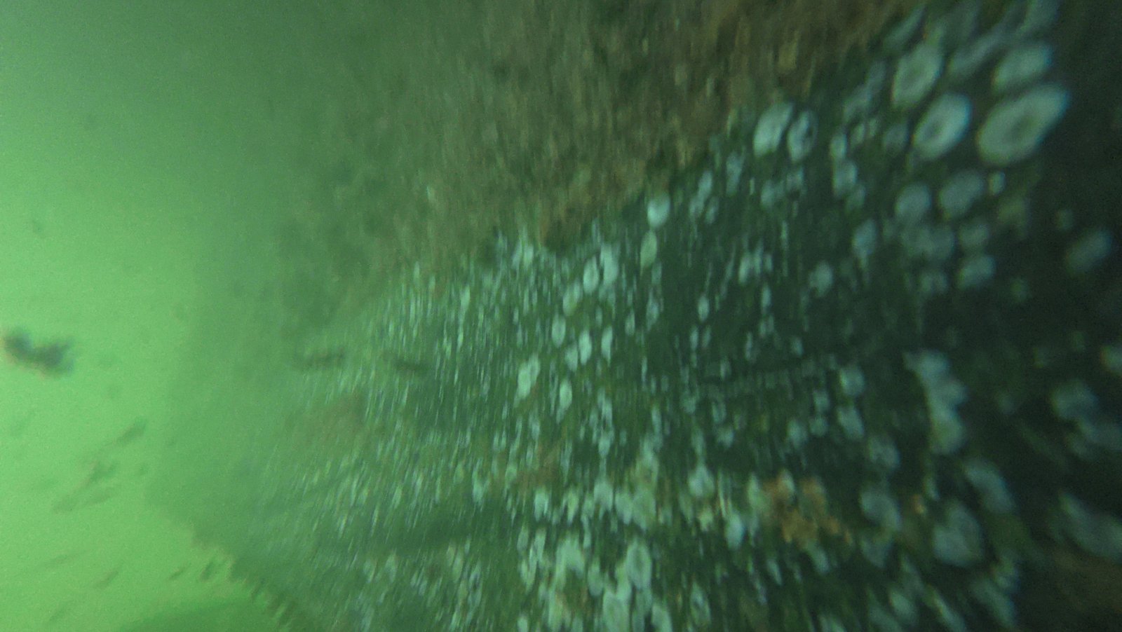 Underwater boat hull cleaning at Bayshore Landing Marina, Coconut Grove, FL
