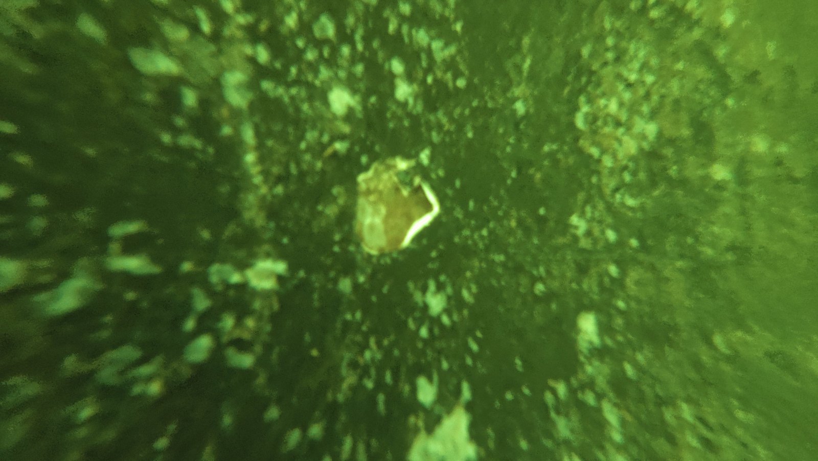 Underwater propeller polishing on a boat at Grove Harbour Marina, FL