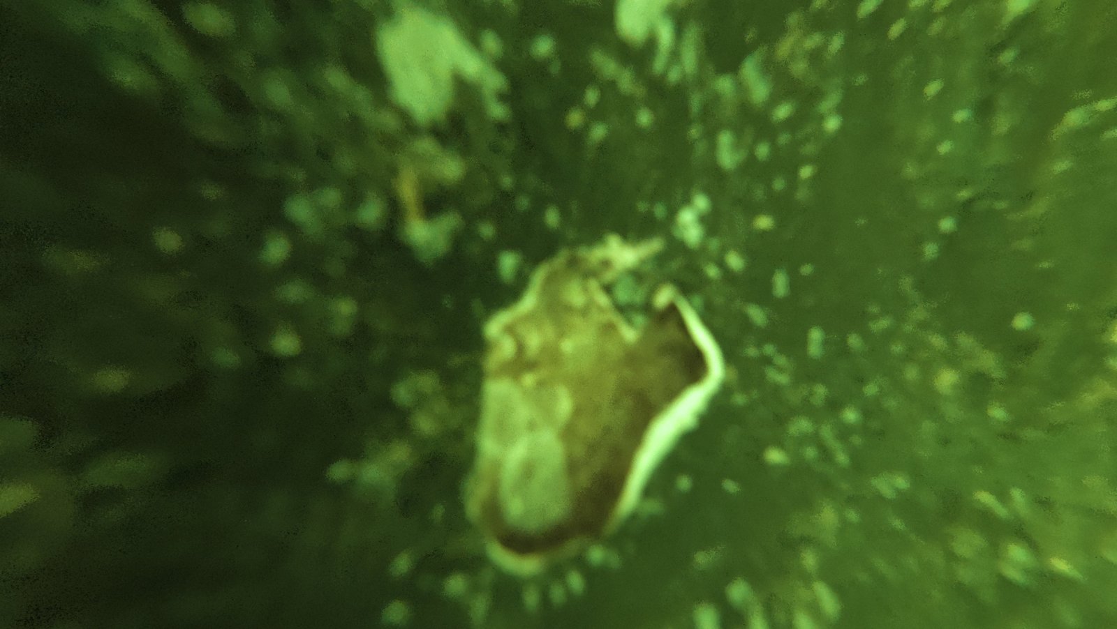 Underwater hull cleaning for a resident yacht at Grove Isle Marina, Miami