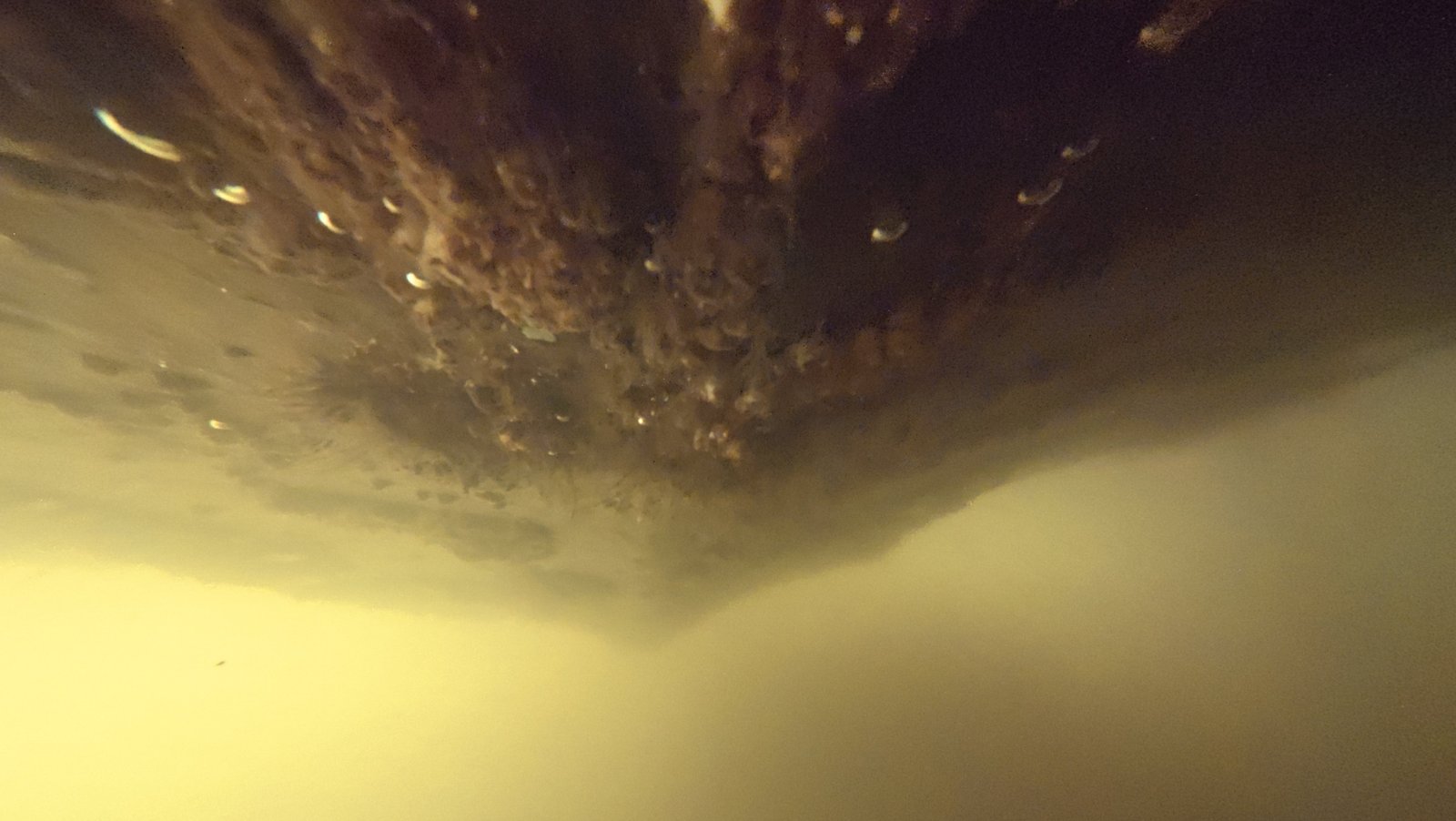 Diver cleaning a boat hull underwater at Venetian Marina, Downtown Miami