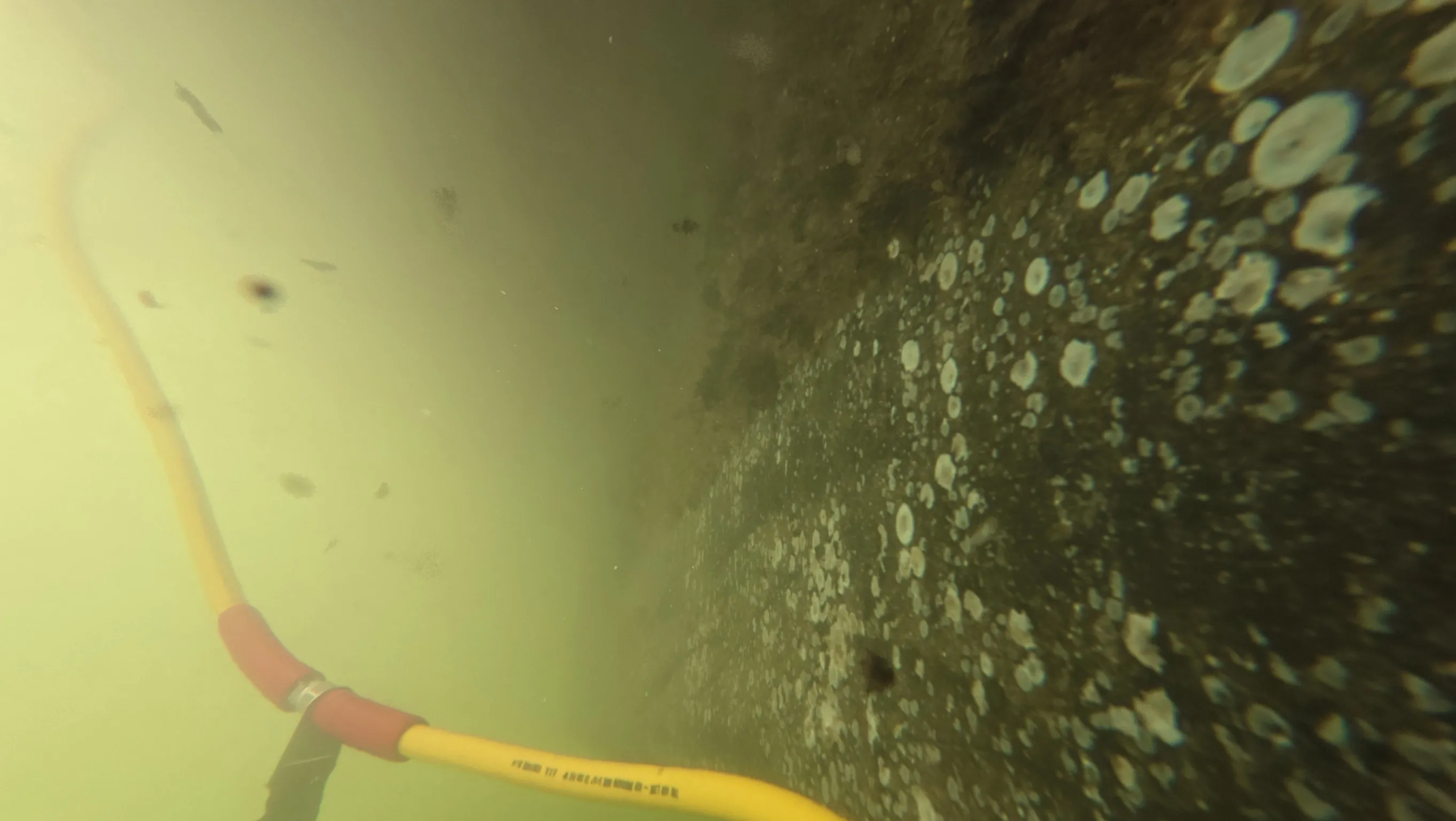 Underwater propeller inspection on a liveaboard boat at Dinner Key Marina, FL