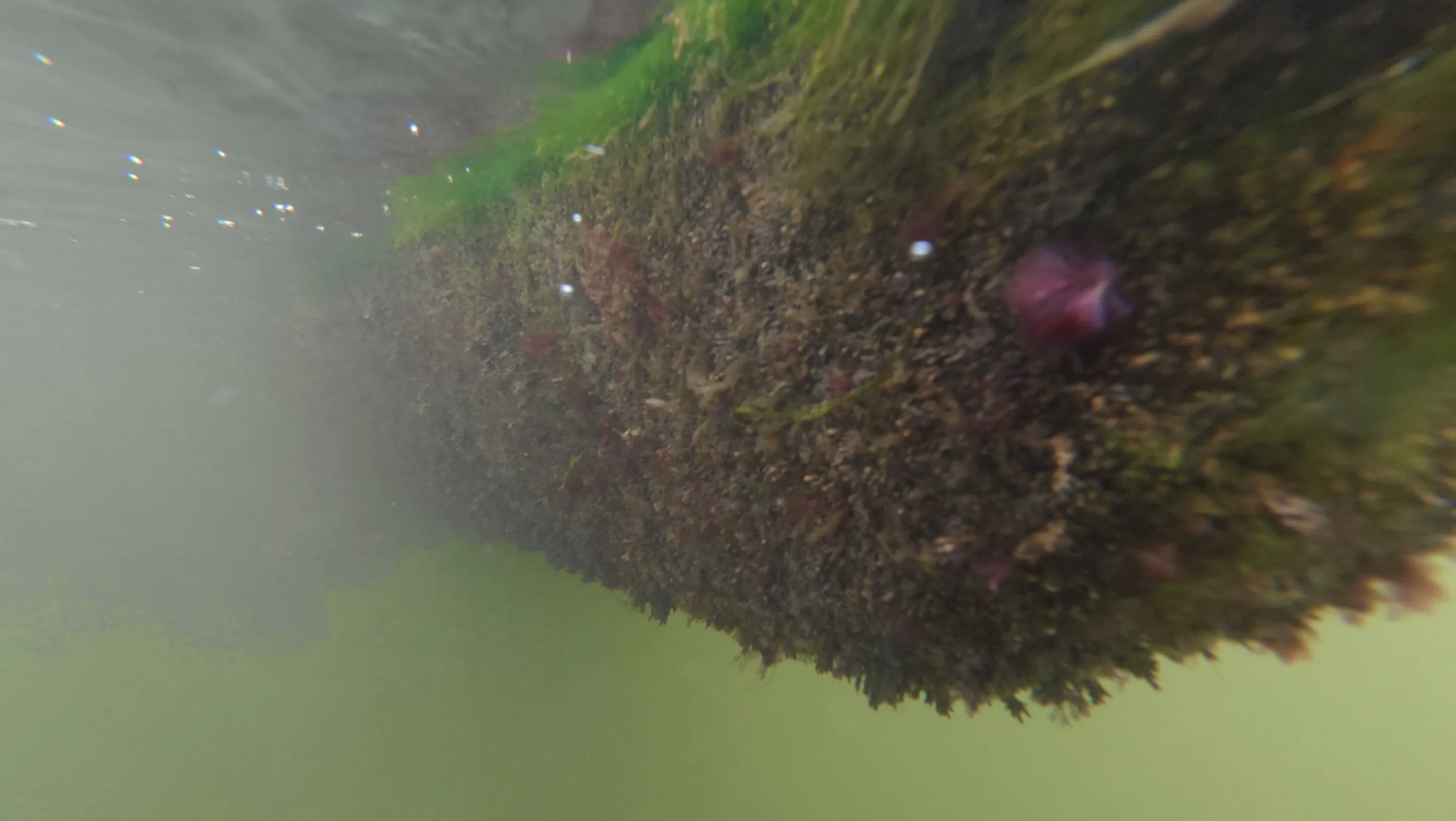 Underwater rudder and strut cleaning on a boat in Dania Beach, Florida