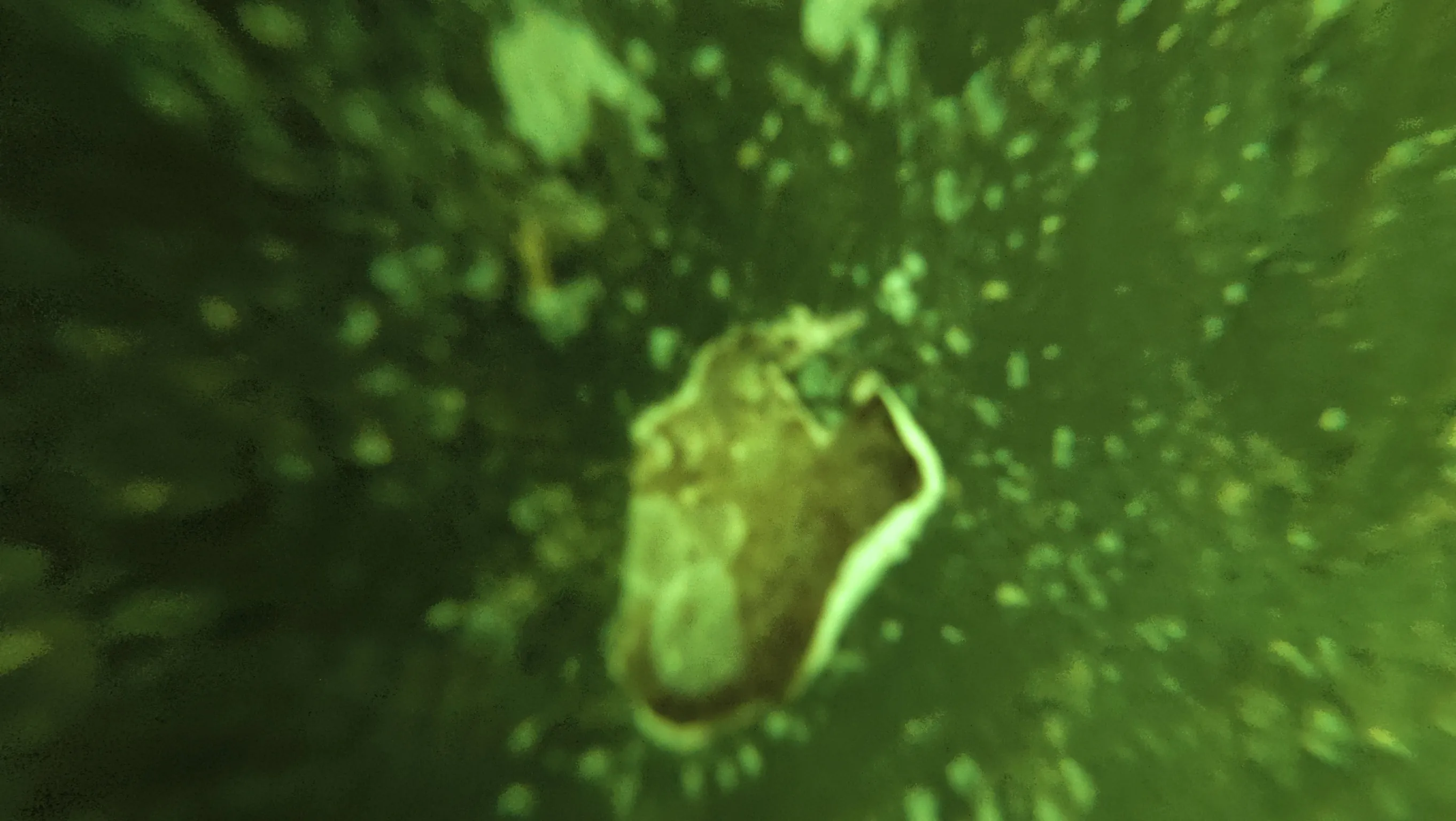Underwater hull cleaning for a resident yacht at Grove Isle Marina, Miami